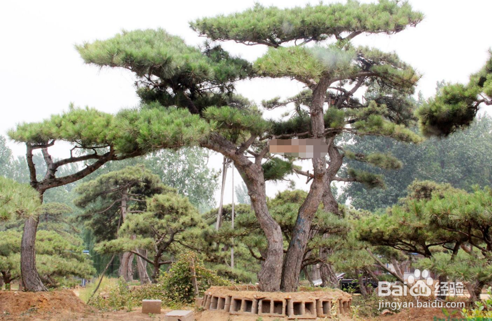 嫁接松怎么造型