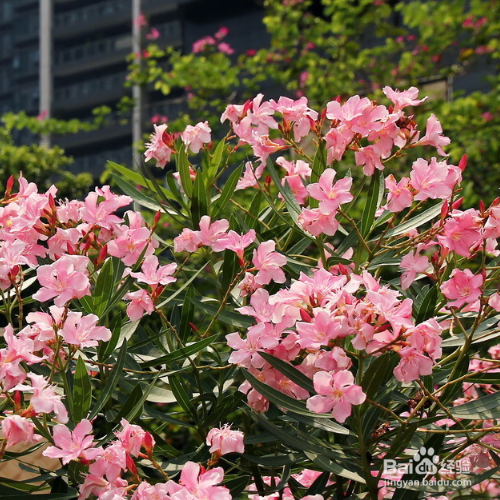 夹竹桃和桃树的区别是什么？