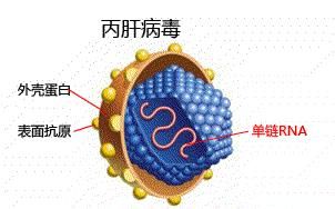 聚乙二醇干扰素α-2a注射液的用法用量是怎样的