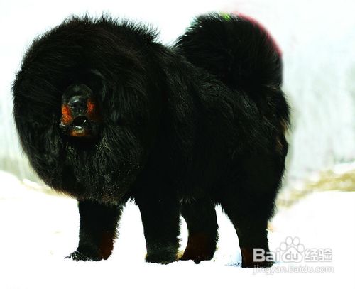 藏獒养殖常识30问总结