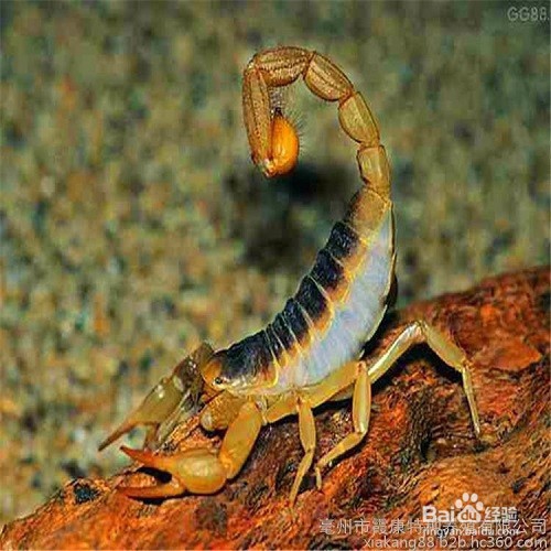 滑县蝎子养殖的方法涉及到环境选种繁育等方面