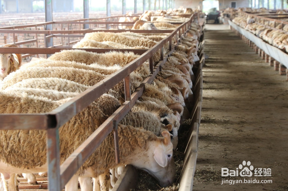 活性生长激素对动物生长的作用