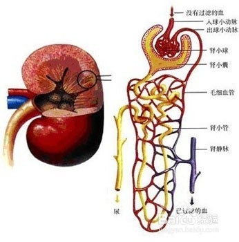 iga肾病发病病因是什么