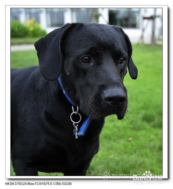 狗狗,我的世界不能没有你