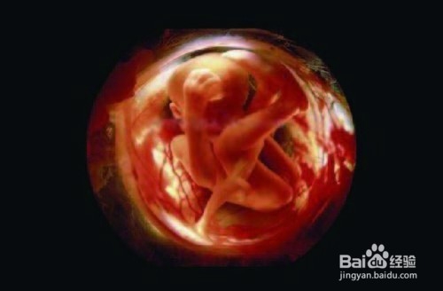 受精卵如何一步步成长成胎儿