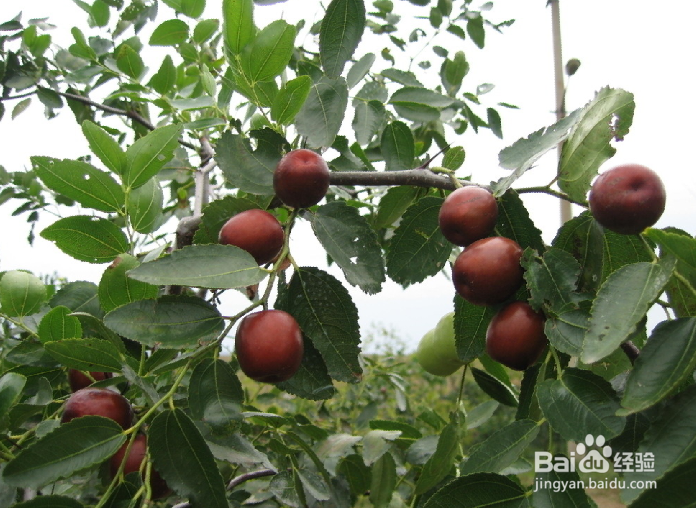 红枣的食用功效有哪些