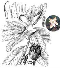 怎样栽种华盖木树?