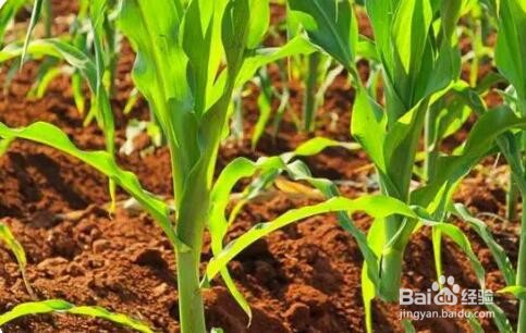 白醋喷玉米苗的功效