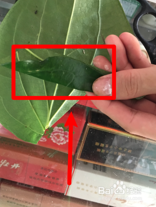 怎么卷海南槟榔叶