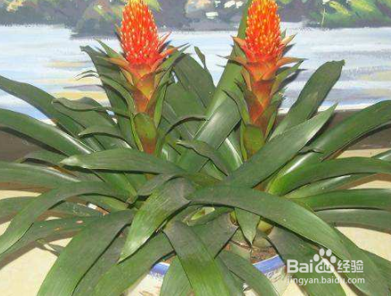 鸿运当头养殖方法