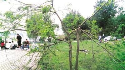 槐树移载后怎样管理