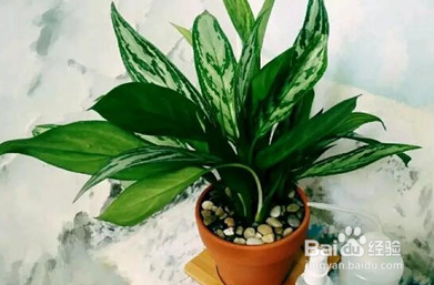 家里养这几种花，甲醛全跑光