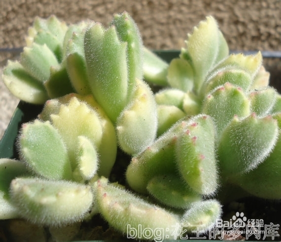 多肉植物拉丁属名小知识