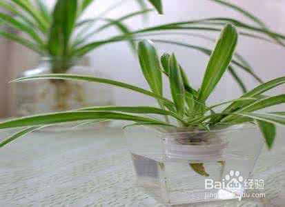 这些植物放在水里养，照样爆盆！超方便！