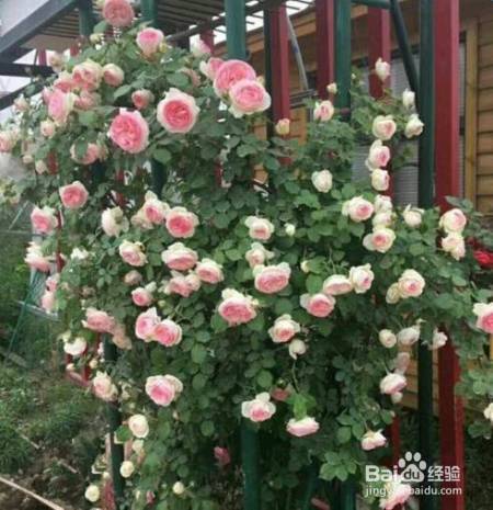 花盆边戳个洞，埋点它，花猛蹿狂长，叶子长成绿瀑布!