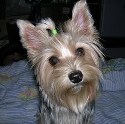 怎样选购丝毛梗犬