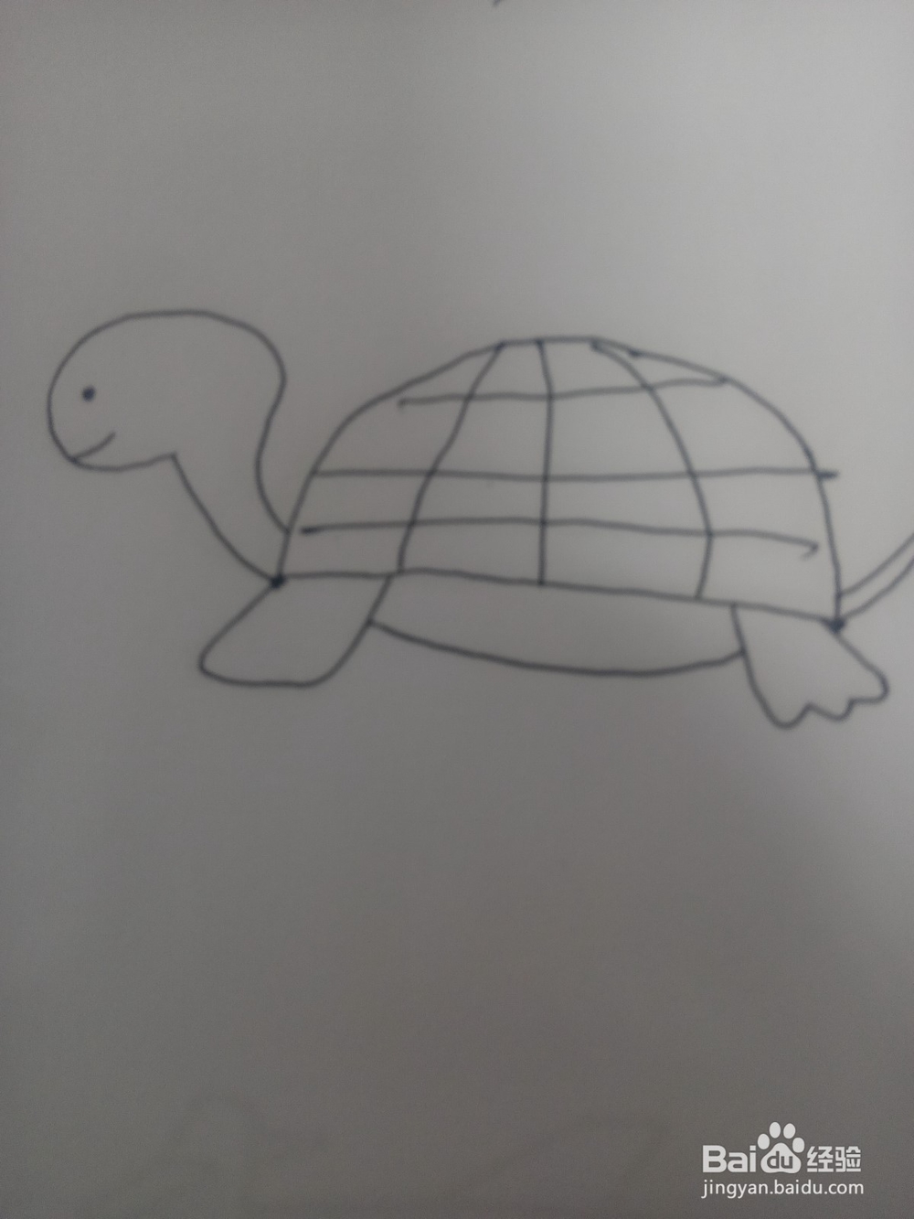 小乌龟简笔画教程