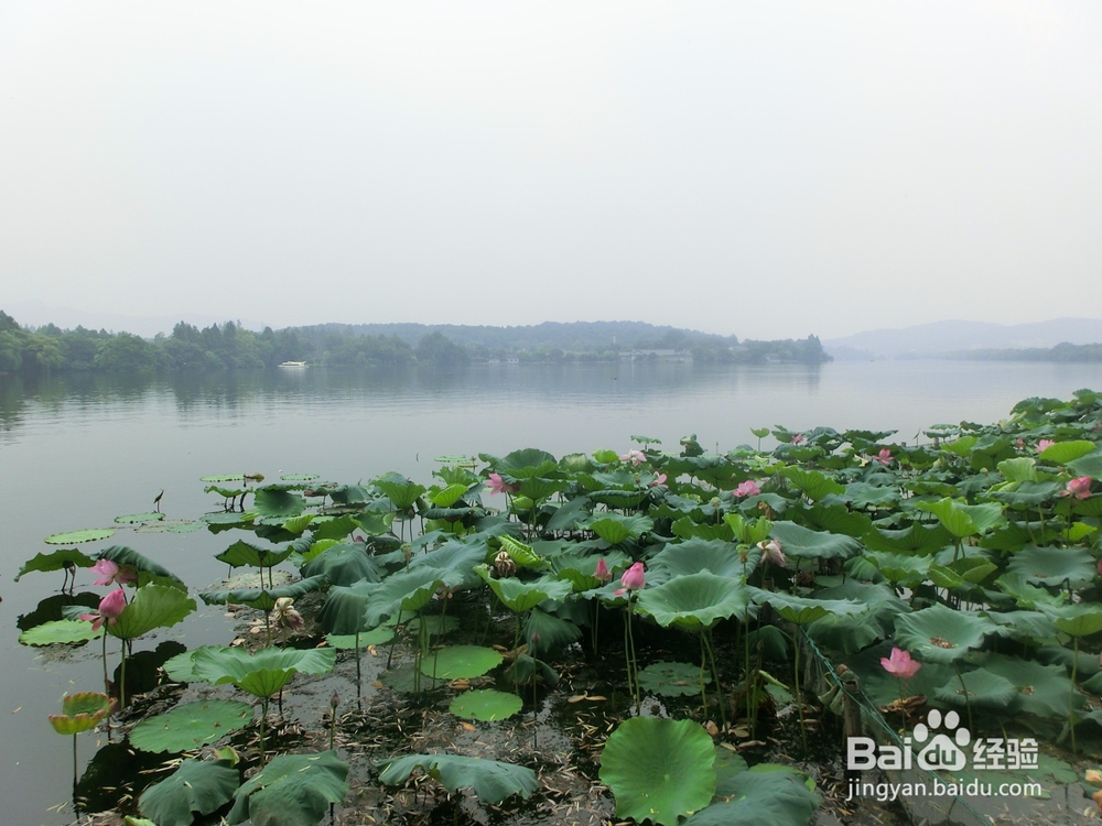 如何鉴别996公司