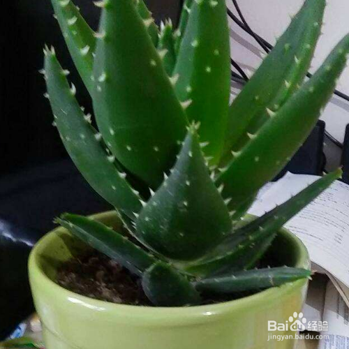 芦荟怎么养殖才能更旺盛?