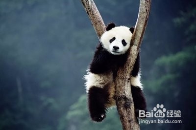 成都旅游攻略