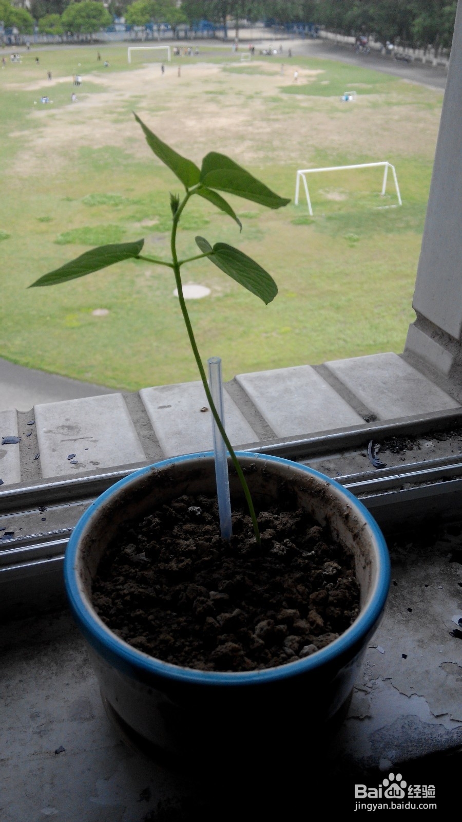 如何自己动手种植小盆栽,红豆。