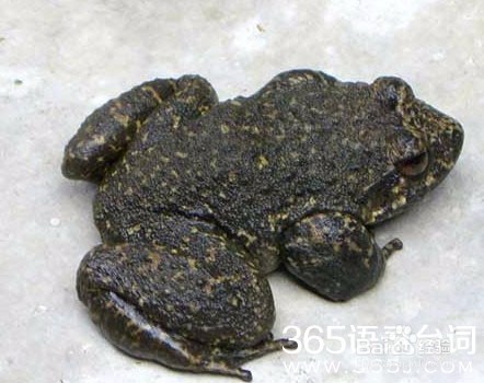 你知道什么是石鳞吗