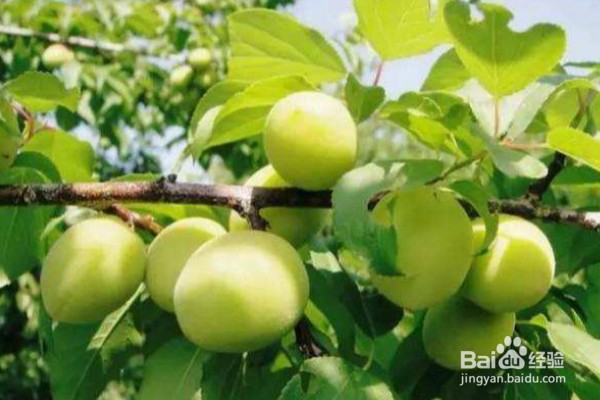 吃青梅可以给身体带来的8个好处