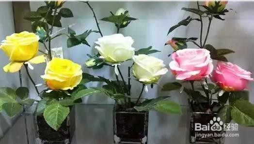 你不知道的养花误区