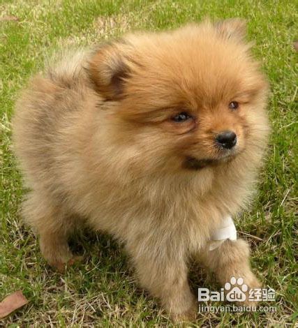 护理犬不生病的方法