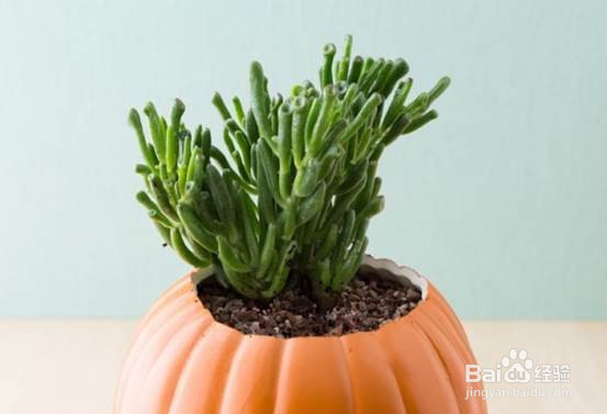 试试把多肉种到不用的工艺南瓜里