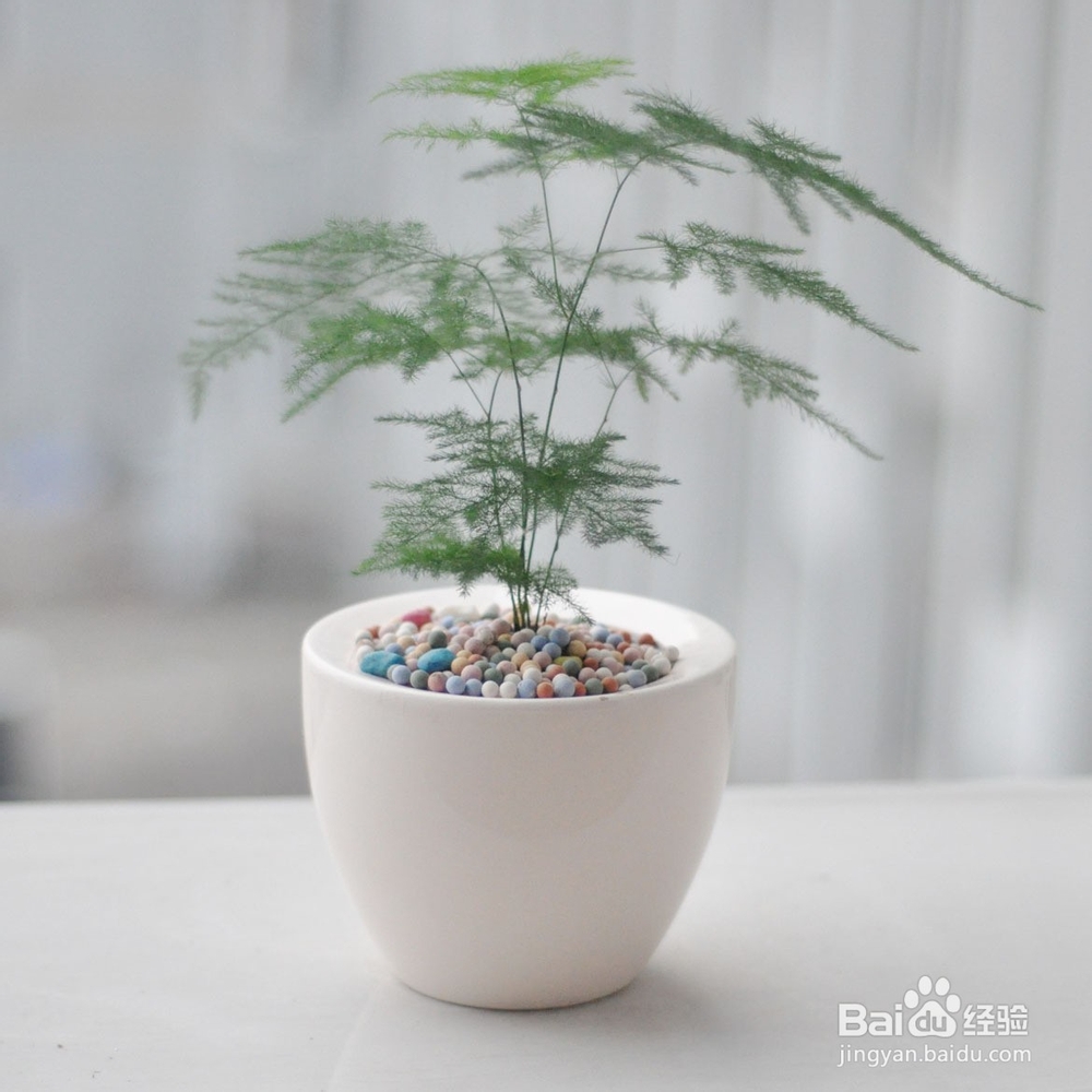 文竹叶子枯黄怎么办？