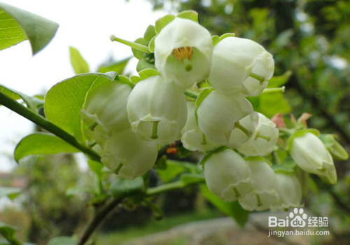 蓝莓授粉|蓝莓如何授粉|蓝莓熊蜂授粉操作步骤