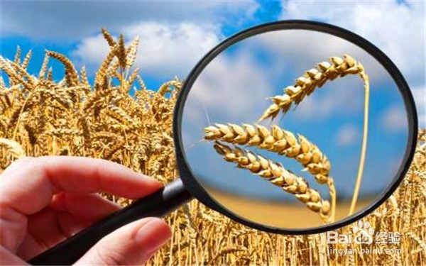 你是不是还在烦,怎么写作文?