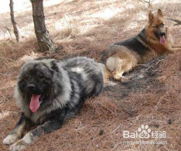 高加索犬怎么喂养