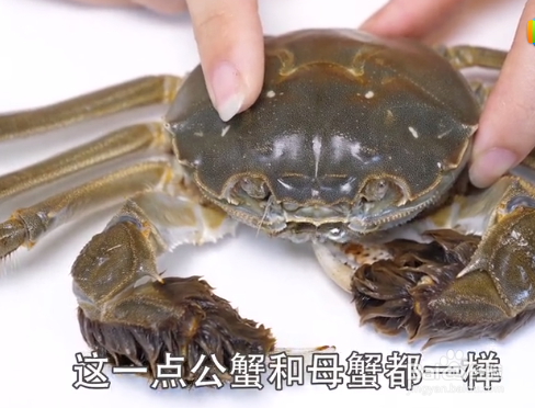 如何挑选大闸蟹才是最新鲜的？