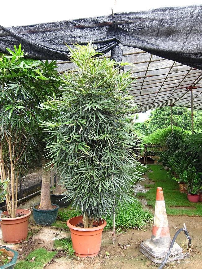 孔雀木的养殖方法和注意事项