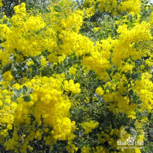 金合欢和合欢的区别有哪些？