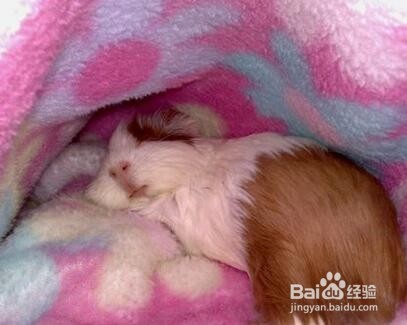 荷兰猪为什么晚上叫？