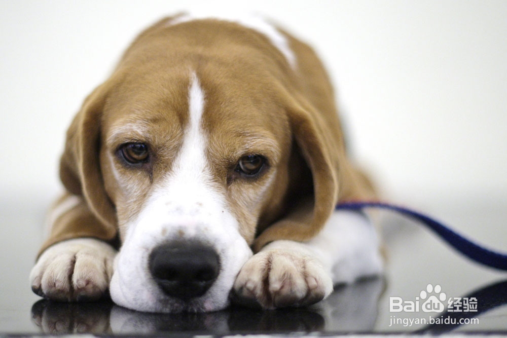 狗粮的选择以及吃多少？