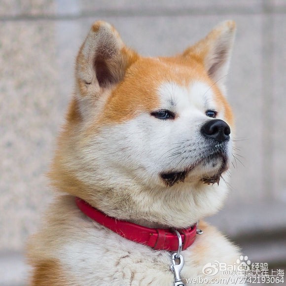 秋田犬和柴犬怎么区分