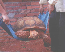 养龟新手如何正确地抓龟