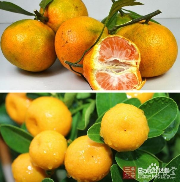 桔子的营养价值 桔子有哪些功效与作用