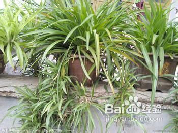 怎么去除房间异味