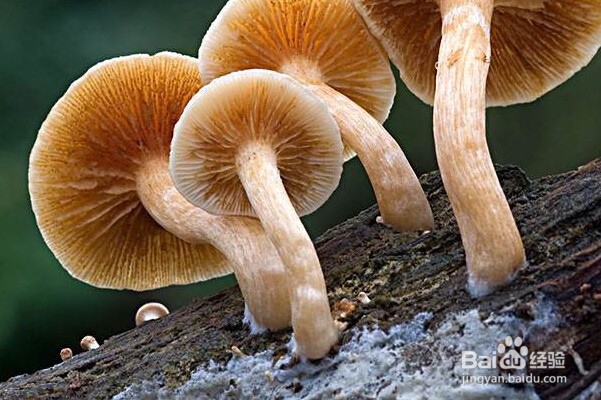 农村废树枝有什么妙用？