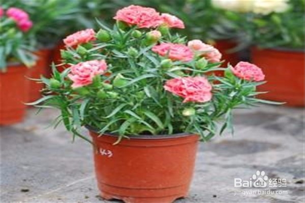 康乃馨怎么养