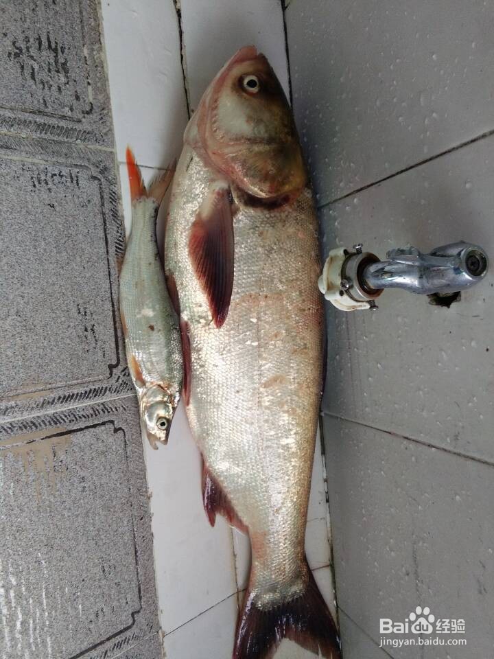 椒香鱼片怎么做