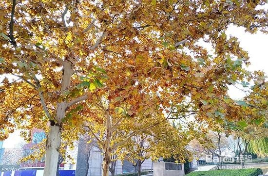 半年打磨时尚良品 魅族PRO 6S评测