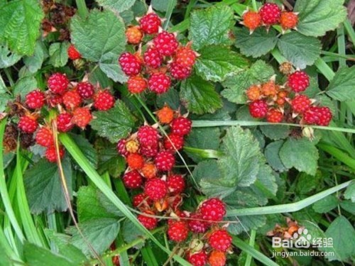 野草莓和野菊花的作用