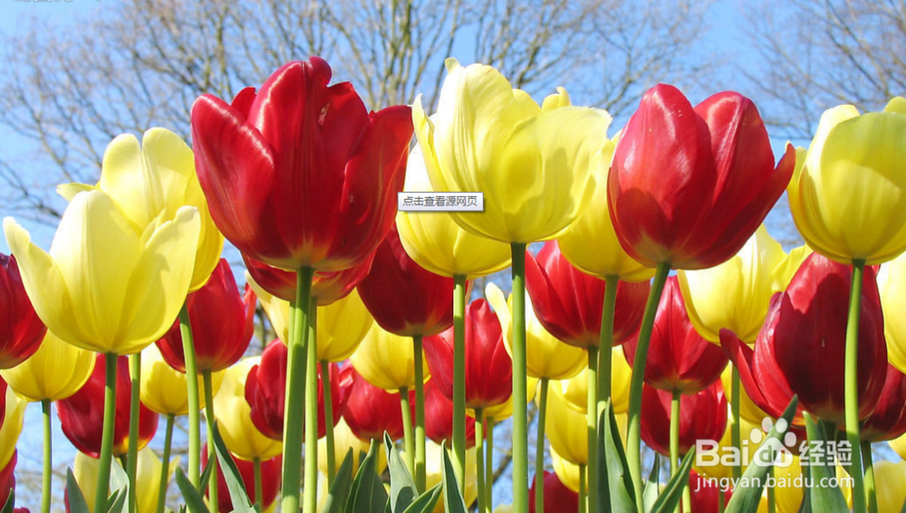 乙型脑炎【华佗妙法】：[2]清瘟败毒饮