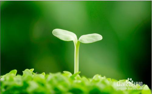 兰花种子怎么种